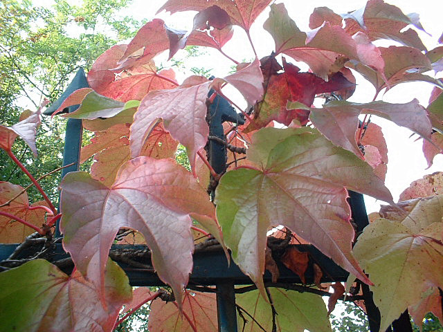 Foglie d''autunno
